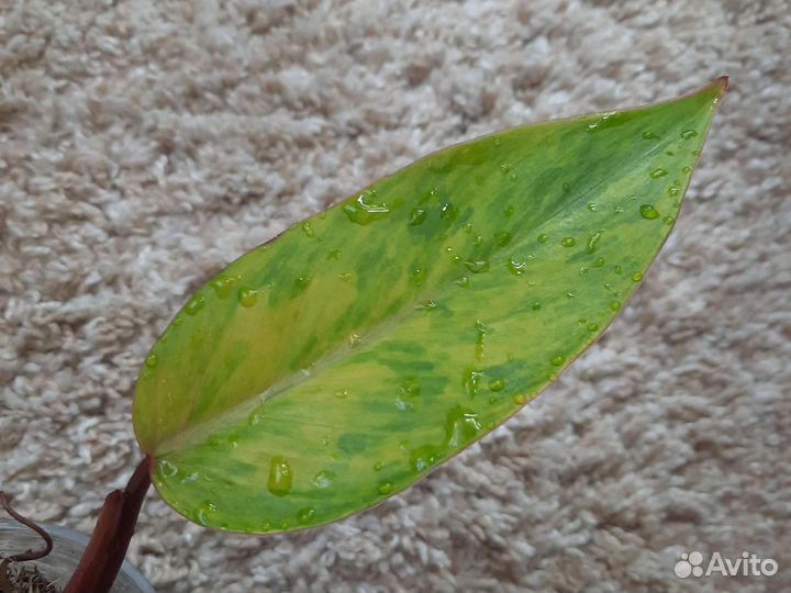 Филодендрон Расписная леди или Медуза