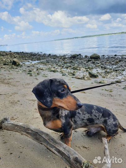 Такса вязка