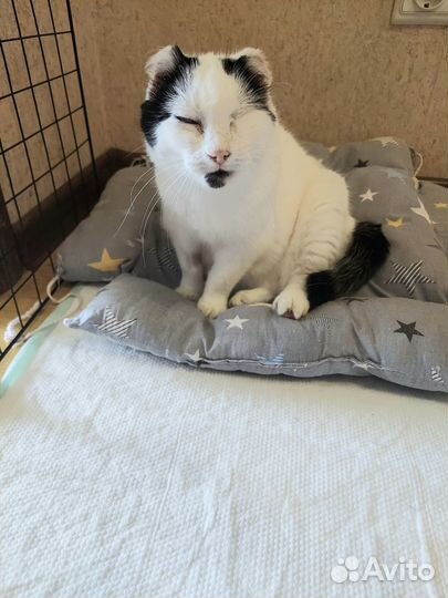 Кошечка в добрые руки