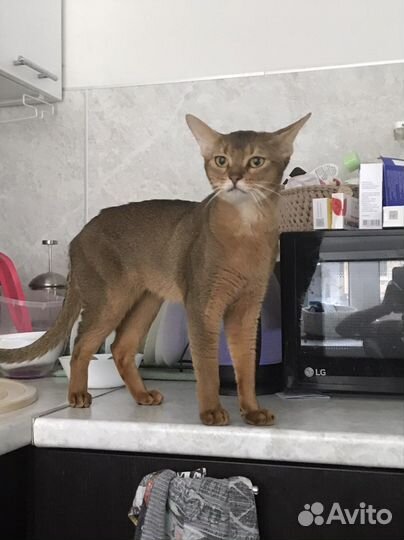 Абиссинский кот вязка