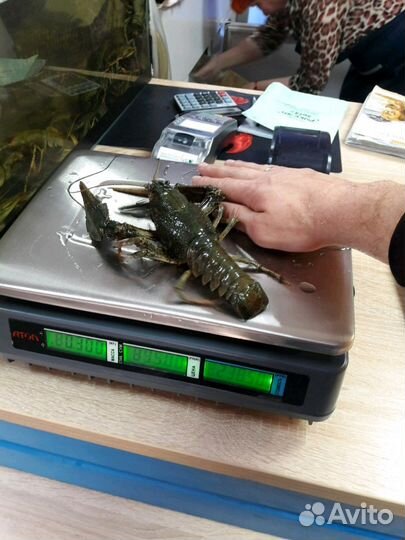 Раки парковый