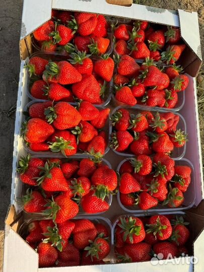 Клубника свежая Турция