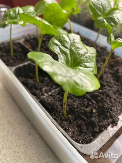 Рассада розмарин, кофе