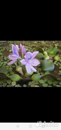 Эйхорния (водный геоцинт)