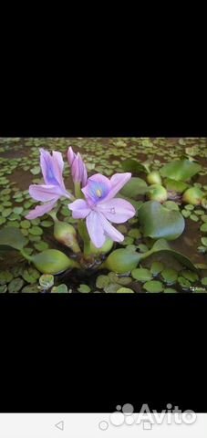 Эйхорния (водный геоцинт)