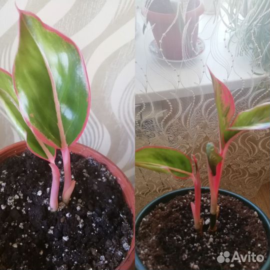 Комнатные растения