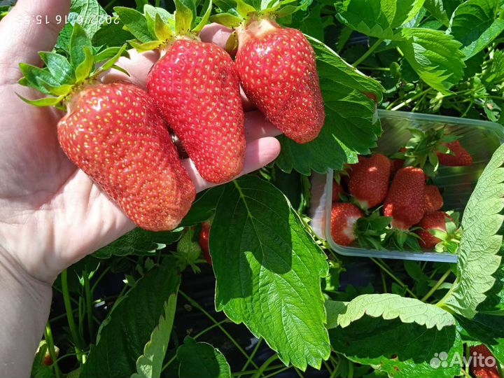 Рассада клубники элитных сортов