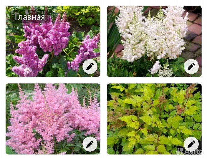 Астильба, Форзиция и другие многолетники