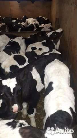 Телята бычки на откорм