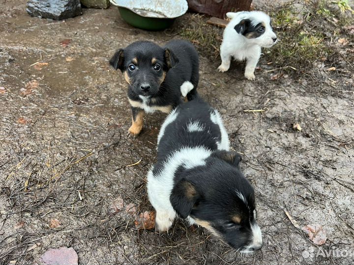 Отдам в добрые руки щенков