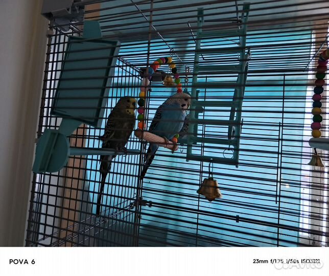 Волнистый попугай с клеткой