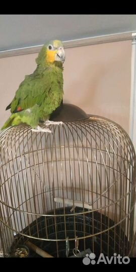 Венисуэльский Амазон