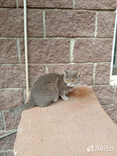 Кошка бездомная серая