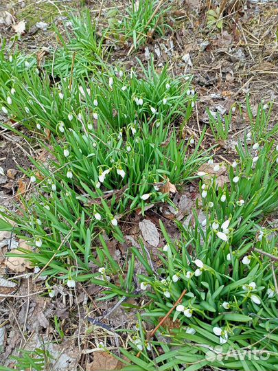 Многолетники для сада цветы