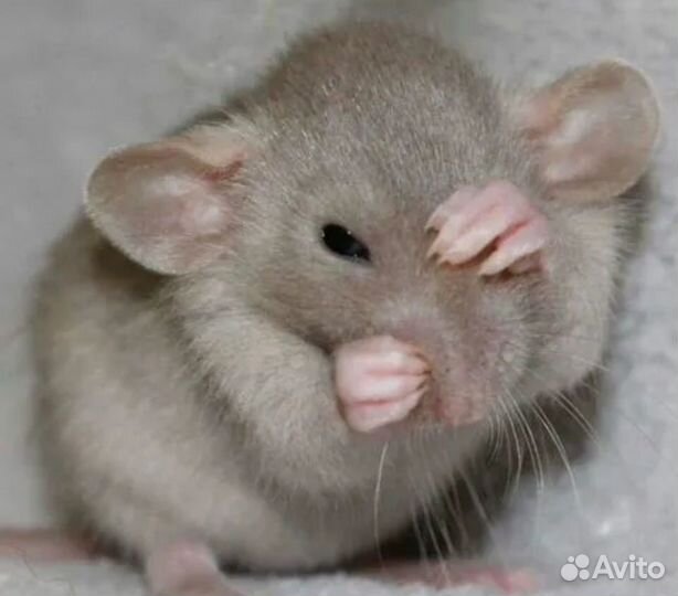 Эксклюзивные крысята Дамбо Голубые Бурмиз Сиам