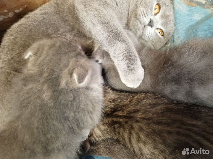 Вислоухие котята