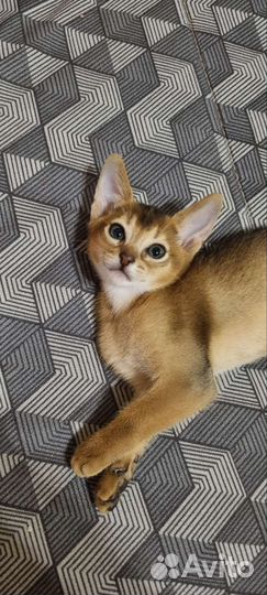 Абиссинская