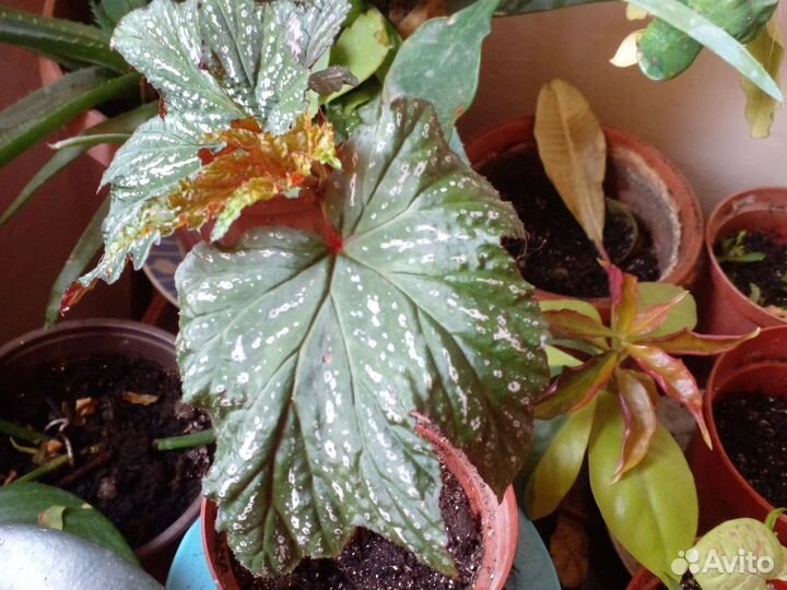 Бегония грифон