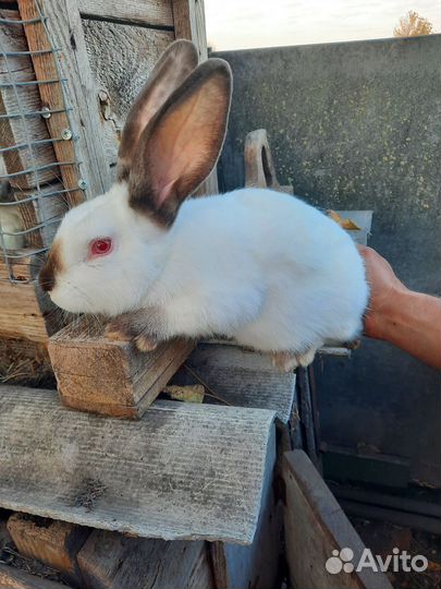 Кролики Фландр,рекс,калифорнийцы