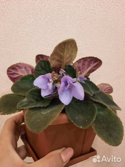 Фиалки цветущие в горшке