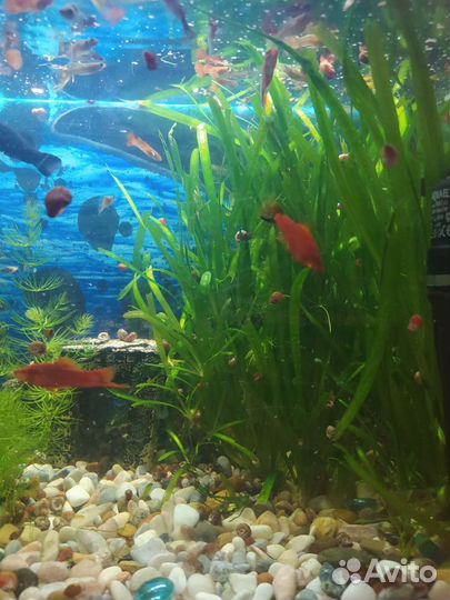 Аквариумные растения, гуппи