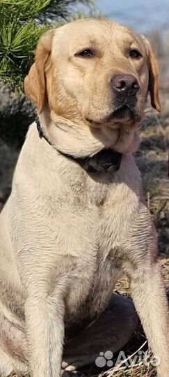 Кобель лабрадора вязка