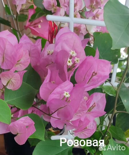 Бугенвиллея