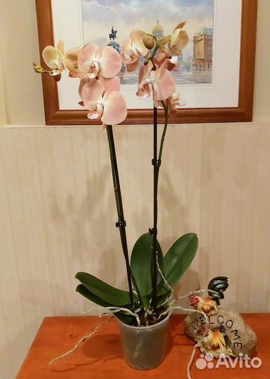 Мандала 2 цветоноса редкая орхидея