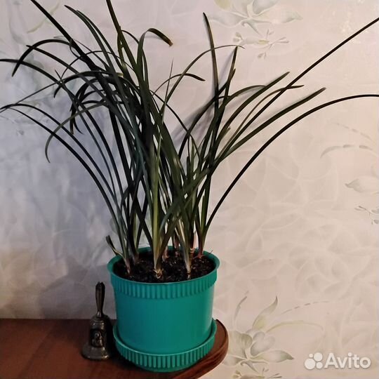 Зефирантес розовый / выскочка