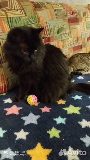 Отдам кошечку Бусю