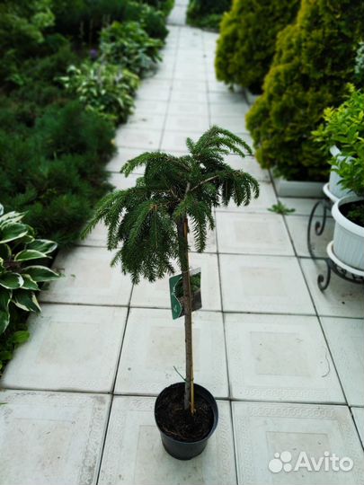 Ель форманек на штамбе