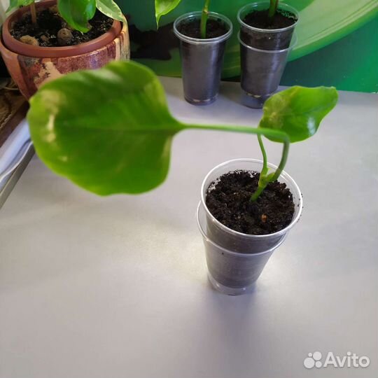 Монстера (отростки )