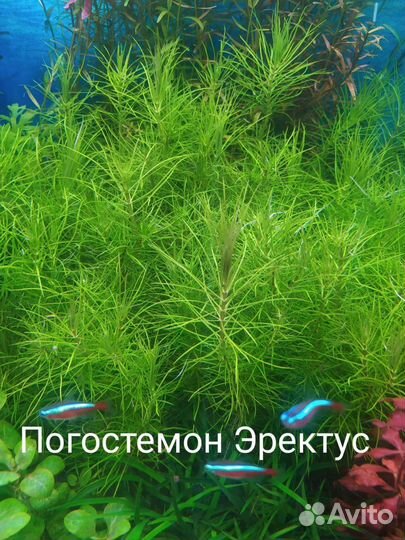 Аквариумные растения