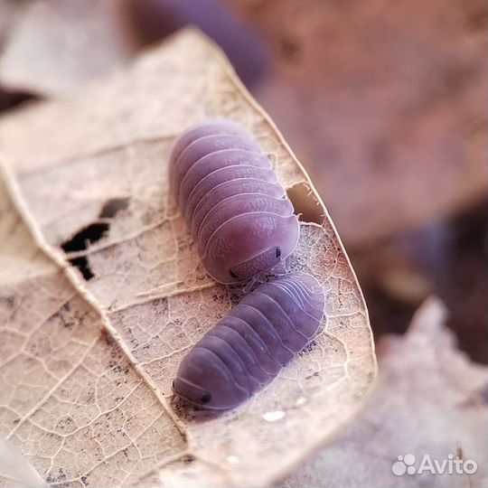 Экзотические мокрицы и кивсяки