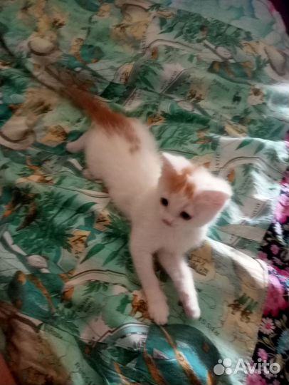 Кот по кличке Бим