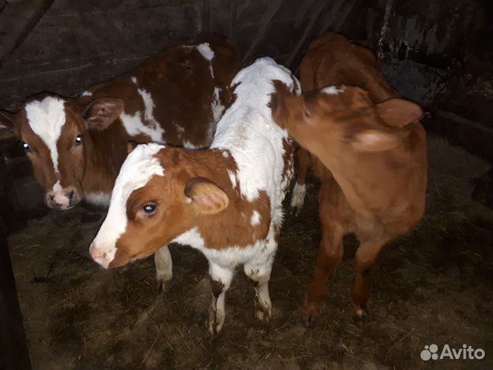 Телята бычки