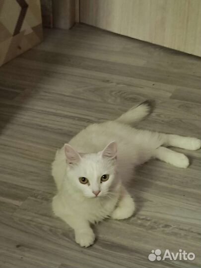 Котята норвежская лесная