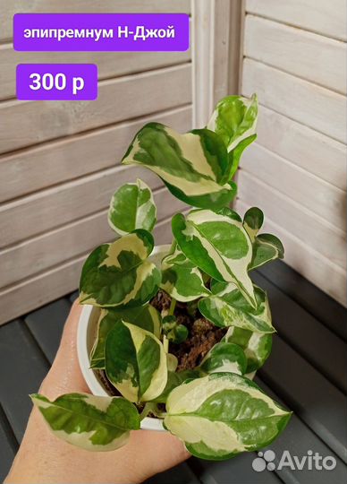 Сциндапсус, эпипремнум