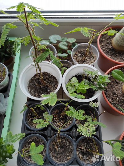 Комнатные цветы