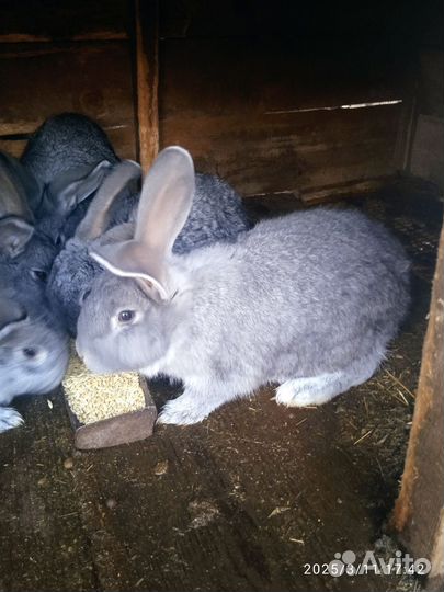 Кролики мясных пород великаны