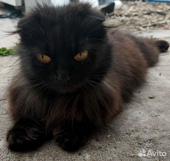 От шотландской вислоухой котята в дар
