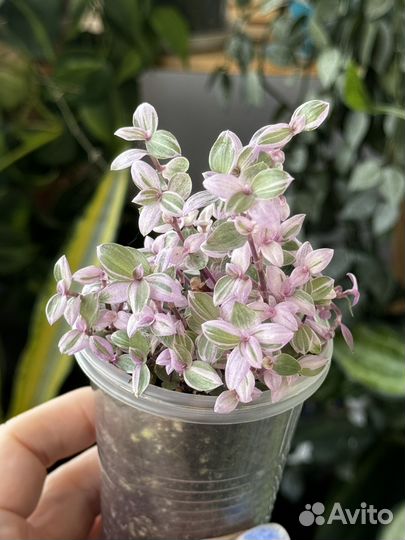 Каллизия розовая пантера