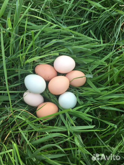 Домашние яички от породных курочек