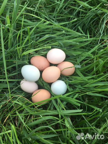 Домашние яички от породных курочек