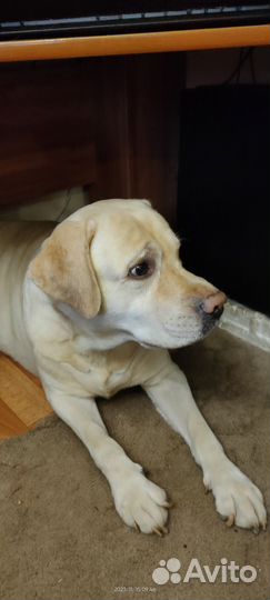 Вязка собак