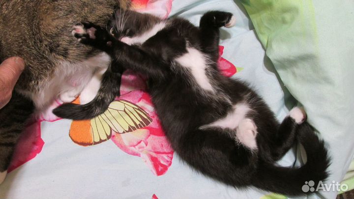 Молодая умная Кошечка от кошки цвет темный шоколад