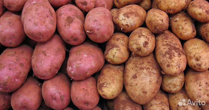 Семенной картофель