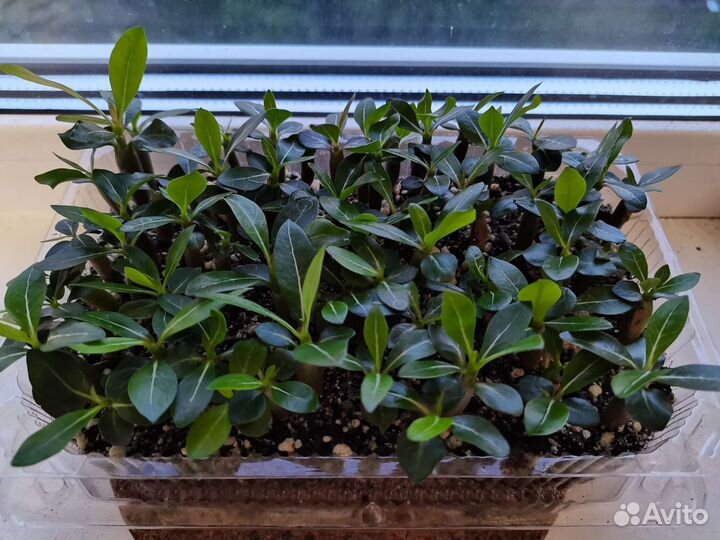 Адениум сеянцы