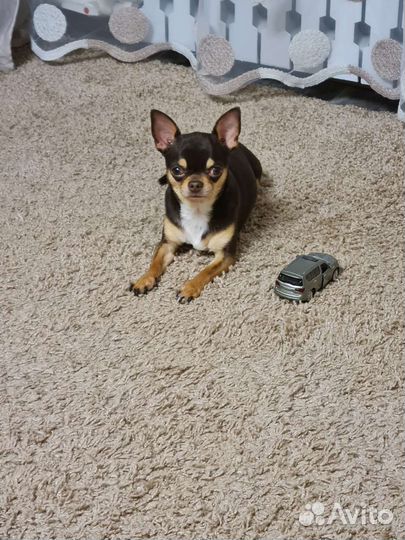 Чихуахуа вязка