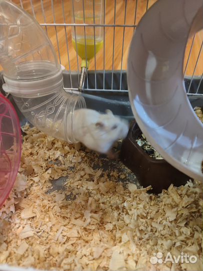 Клетка с хомяком
